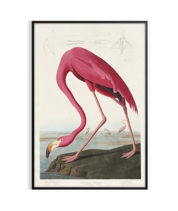 Flamingo Wildlife Print 1 le des métaux précieux